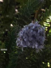 Stilbaceae