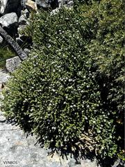 Stilbaceae