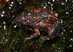 Arthroleptella lightfooti