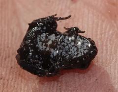 Arthroleptella lightfooti