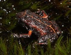 Arthroleptella lightfooti