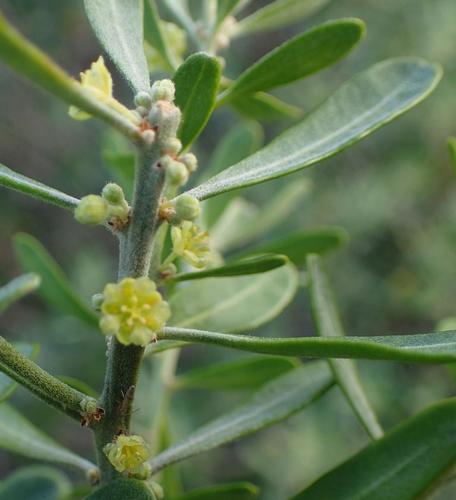Clutia daphnoides