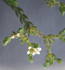 Diosma guthriei