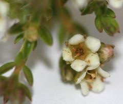 Diosma guthriei