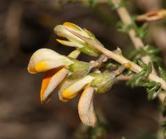 Aspalathus acuminata acuminata