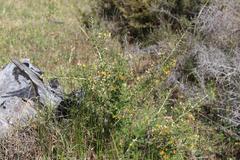 Aspalathus acuminata acuminata