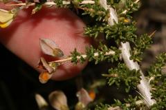 Aspalathus acuminata acuminata