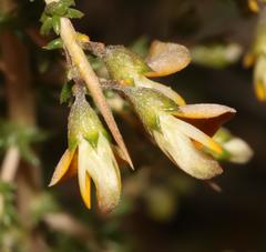 Aspalathus acuminata acuminata