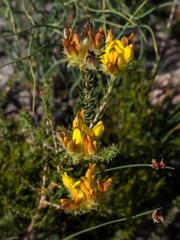 Aspalathus tridentata tridentata