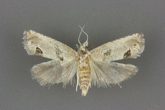 Pelochrista mirosignata