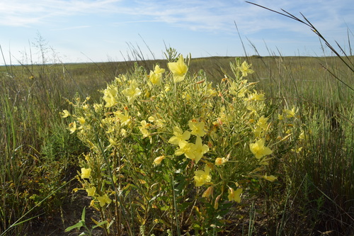 Image of Oenothera rhombipetala by (c) Ethan Rose, some rights reserved (CC BY)