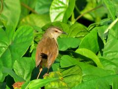 Prinia subflava pondoensis