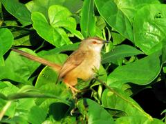 Prinia subflava pondoensis