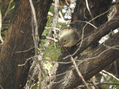 Setophaga coronata