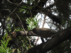 Setophaga coronata