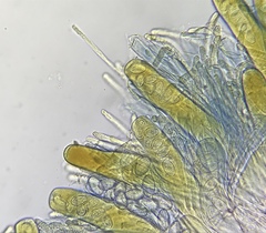 Iodophanus testaceus