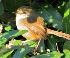 Prinia subflava pondoensis