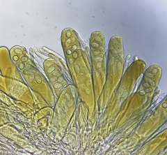 Iodophanus testaceus