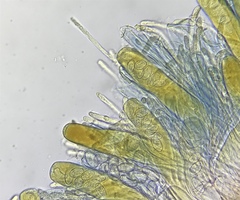 Iodophanus testaceus