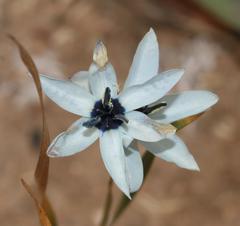 Ixia viridiflora