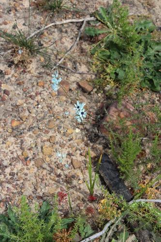 Image of Ixia viridiflora by (c) Brian du Preez, some rights reserved (CC BY-SA)