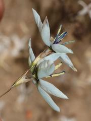Ixia viridiflora