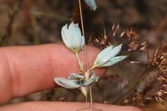 Ixia viridiflora