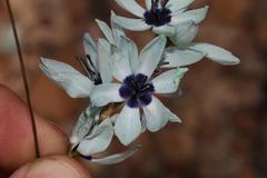 Ixia viridiflora