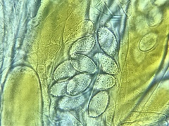 Iodophanus testaceus