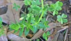Cruciata pedemontana
