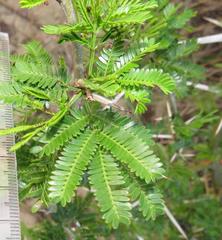 Vachellia kosiensis