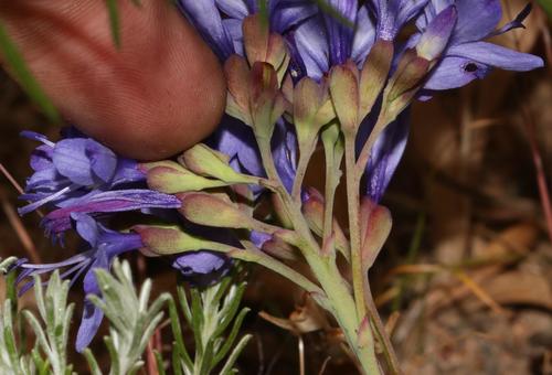 Image of Codonorhiza elandsmontana by (c) Brian du Preez, some rights reserved (CC BY-SA)