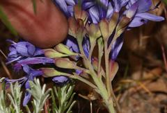 Codonorhiza elandsmontana