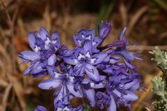 Codonorhiza elandsmontana