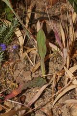 Codonorhiza elandsmontana