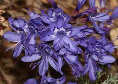 Codonorhiza elandsmontana