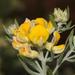 Lineleaf Capegorse - Photo (c) Brian du Preez, some rights reserved (CC BY-SA), uploaded by Brian du Preez