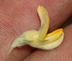 Aspalathus linearifolia