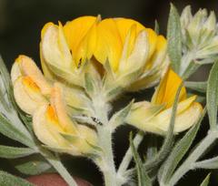 Aspalathus linearifolia