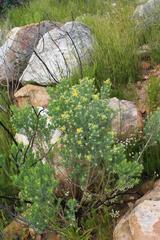 Aspalathus linearifolia