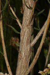 Aspalathus linearifolia