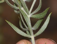 Aspalathus linearifolia