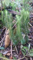 Phlegmariurus hippurideus