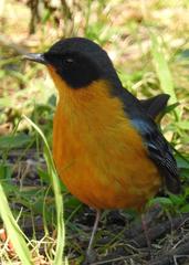 Cossypha dichroa dichroa