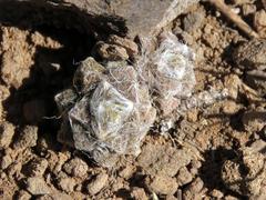 Anacampseros filamentosa