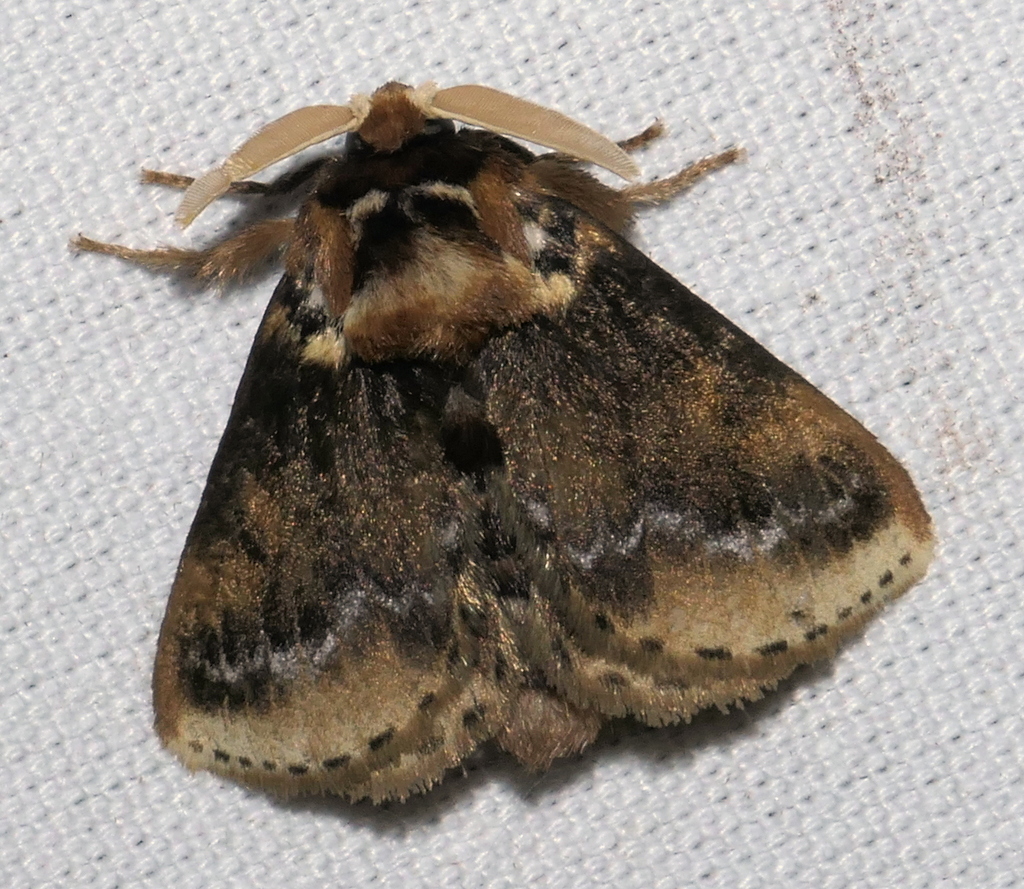 Podalia contigua