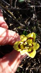Moraea tricolor
