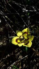 Moraea tricolor