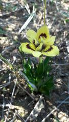 Moraea tricolor