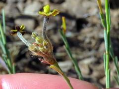 Lasiosiphon microphyllus